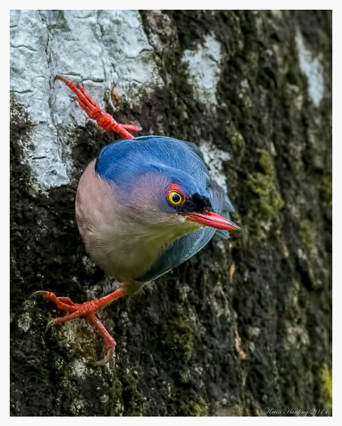 Velvet Nuthatch @ Sepilok #3b.jpeg