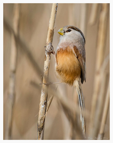 Reed Parrotbill @ Chongming #2.jpg