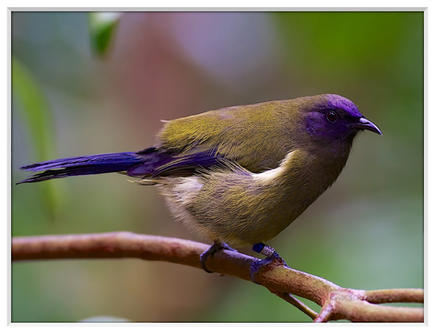 Bell Bird - Tiri Tiri Matangi - NZ 2013.jpeg