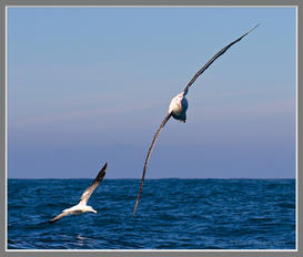 Royal (Southern) Albatross - NZ 2013.jpeg