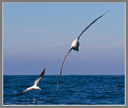 Royal (Southern) Albatross - NZ 2013.jpeg