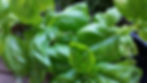 Basil grown in 10% Biochar