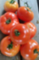Tomatoes grown in Biochar 20180513_114402[1]_edited