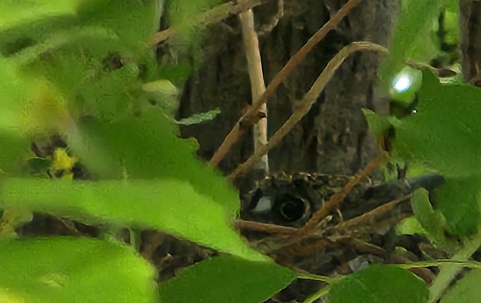 Camouflaged roadrunner baby peeks through bright green leaves and branches in a wooded setting, creating a hidden, watchful mood