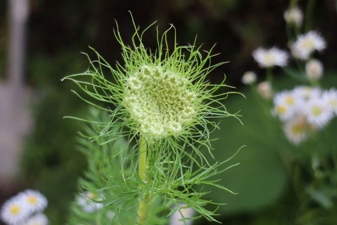 フリーバードキッズオンライン活動報告