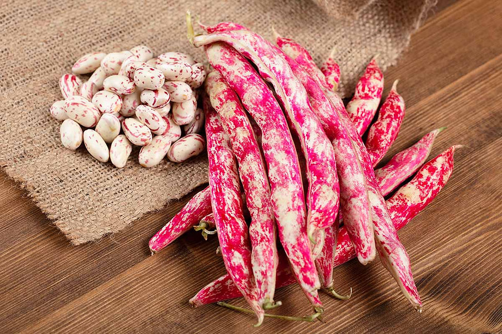 Freshly-Harvested-Pinto-Beans.jpg