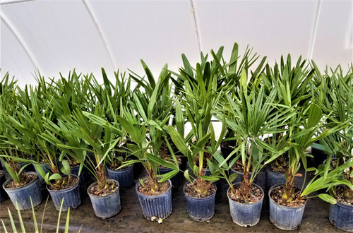 Cold Hardy Palm Trees | Northeast Ohio Palm Trees