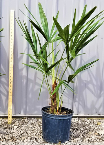 Cold Hardy Palm Trees | Northeast Ohio Palm Trees