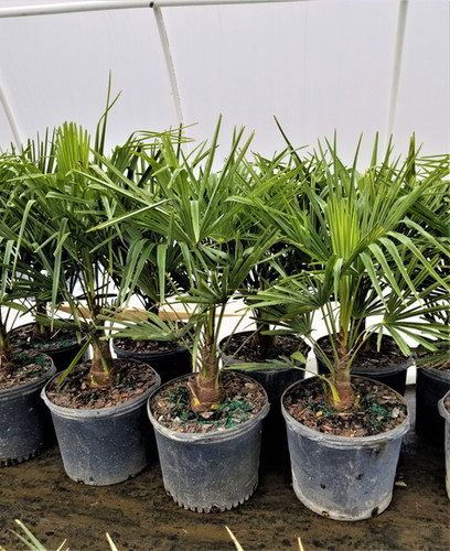 Cold Hardy Palm Trees | Northeast Ohio Palm Trees