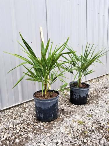 Cold Hardy Palm Trees | Northeast Ohio Palm Trees