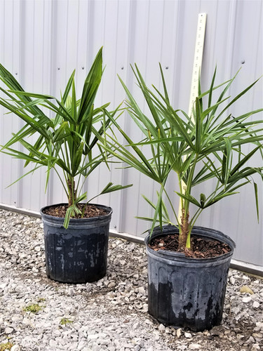 palms 20〜60g19本 palms 20〜60g19本 palms 20〜60g19本