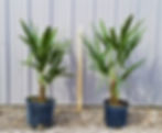 Thumbnail: Needle Palm Tree 3 Gallon