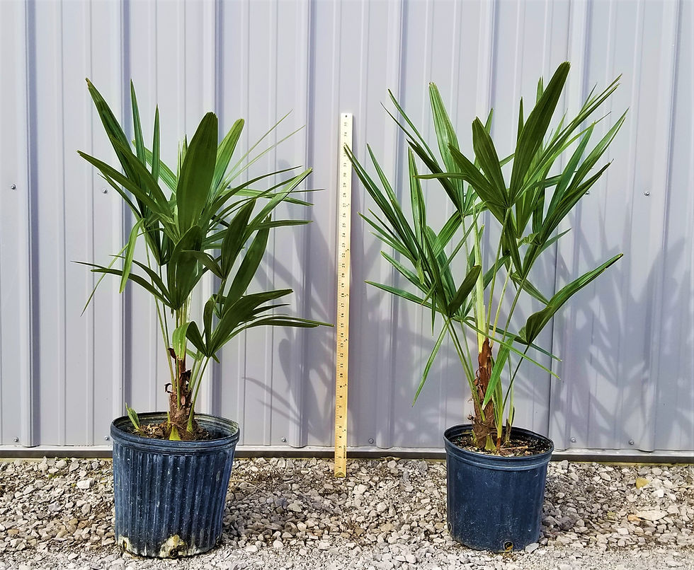 Thumbnail: Needle Palm Tree 3 Gallon