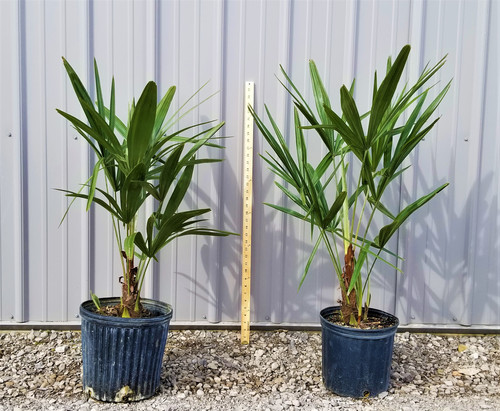 ③the_palms_nursery Cold Hardy Palm Trees | Northeast Ohio Palm Trees