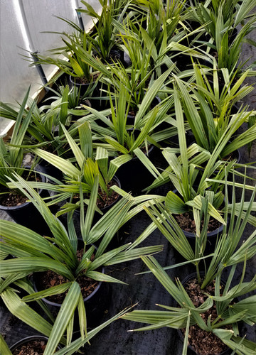 Cold Hardy Palm Trees | Northeast Ohio Palm Trees