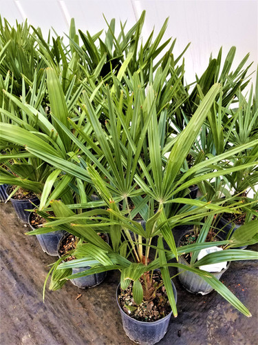 ③the_palms_nursery Cold Hardy Palm Trees | Northeast Ohio Palm Trees