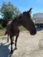 Standardbreds!