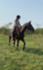 Ask us about our riding horses!