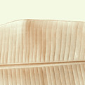 Gold Blatt