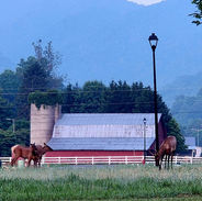Elk on Mari's meadow.jpg
