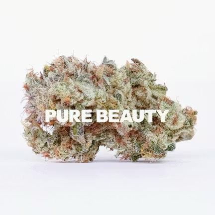 Pure Beauty | Mango Mintality | Indoor Flower | 1G