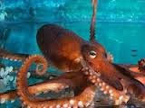 Moluscos