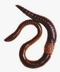 Anelideos