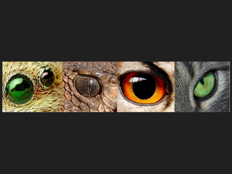 COULEURS !! ANIMAUX !! COULIMAUX !!