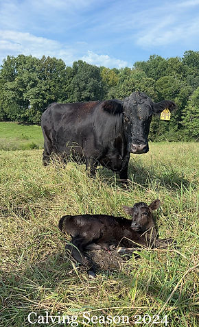 nice cow calf pair_edited.jpg