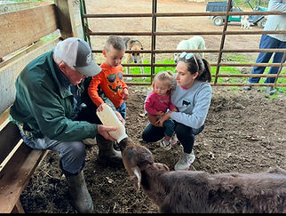 Baby calf feeding-farm.jpeg