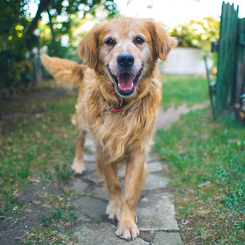 Golden retriever