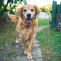 シニア犬の筋力維持・サルコペニア対策「健脚ラボ」の詳細を見る