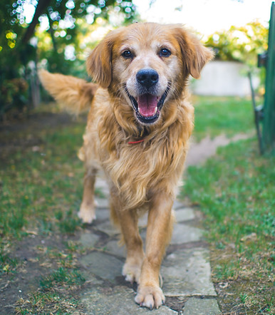 Golden Retriever 