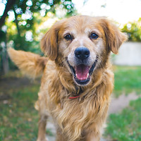 Golden Retriever Wise Tails Academy Dog Training Best Dog Trainer in Texas