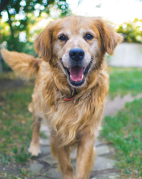 Golden Retriever