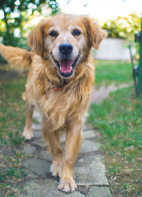 Golden Retriever