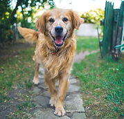 Golden Retriever Outdoors