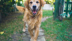 Animal Rescues Need to Microchip Pets! Here's Why.