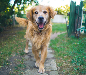 Golden Retriever 