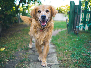 Golden Retriever