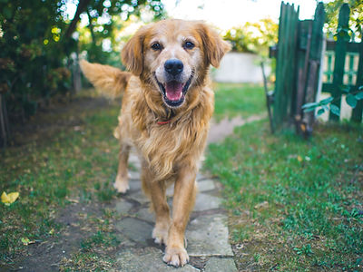 Golden Retriever