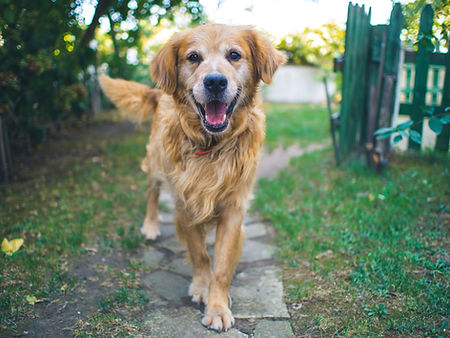 Golden Retriever