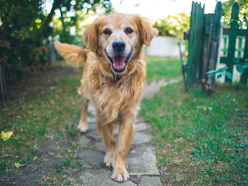 Golden Retriever