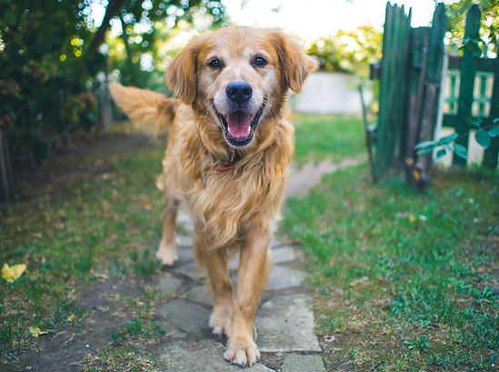 Registe for North Fork School for Dogs Training
