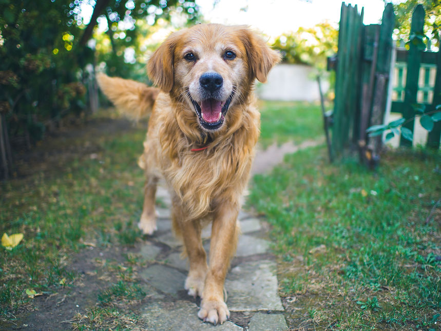 Golden Retriever Outdoors