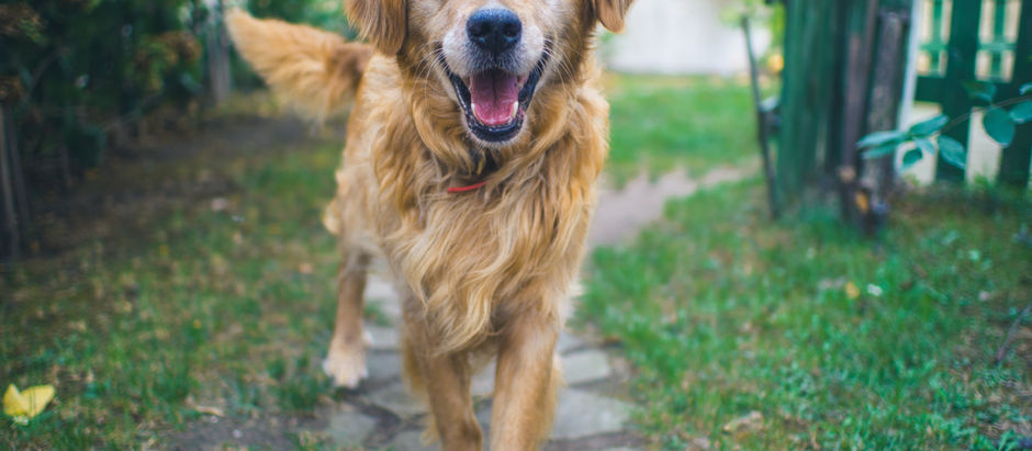 犬の感情も人と変わらないの巻