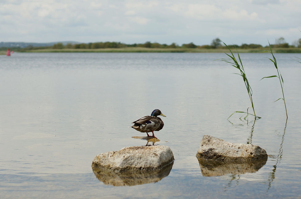 Image by Cam James. 2020. https://unsplash.com/photos/B50J8ac0EBg