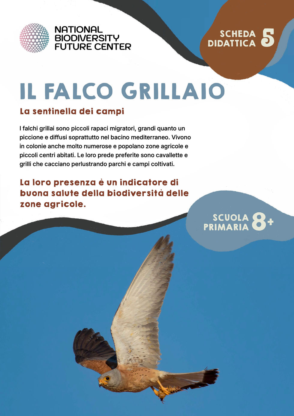 Scheda didattica 5 - Il falco grillaio (trascinato)