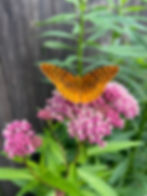 Great Spangled Fritillary
