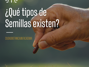 ¿Qué tipos de Semillas existen?